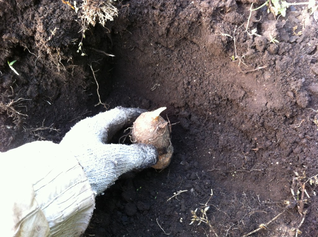 植え 方 の 里芋 里芋植え
