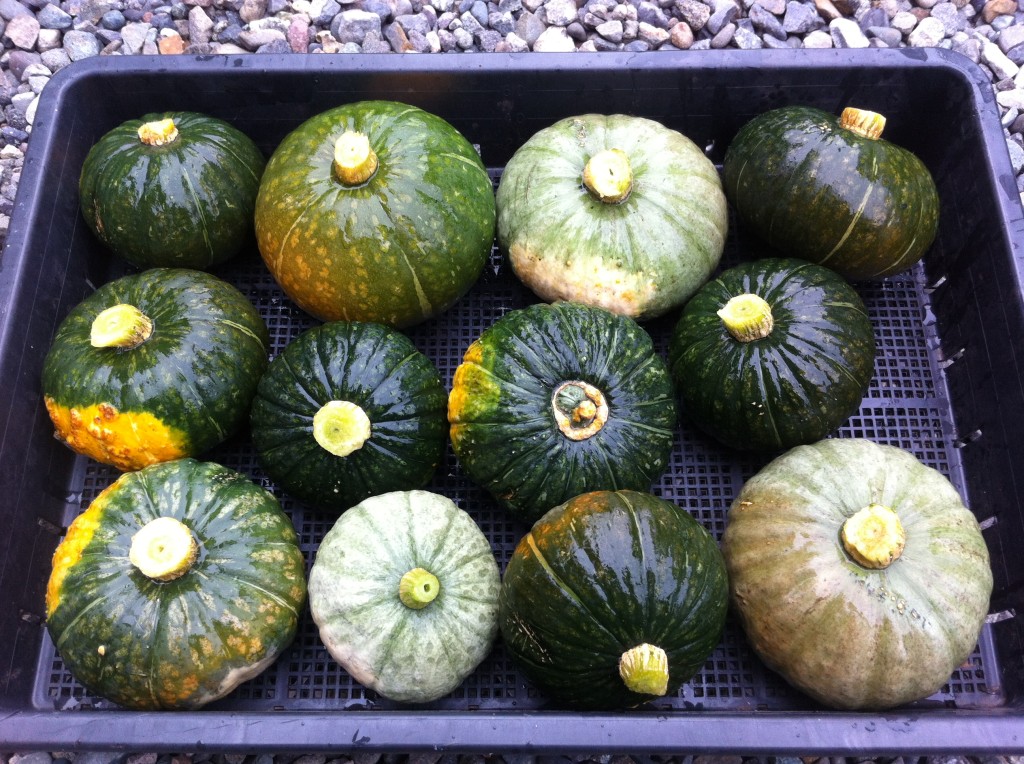 かぼちゃの収穫と栽培終了 ふじやま さんの家庭菜園日記