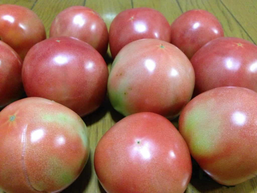 収穫したトマト②（2013/8/3）