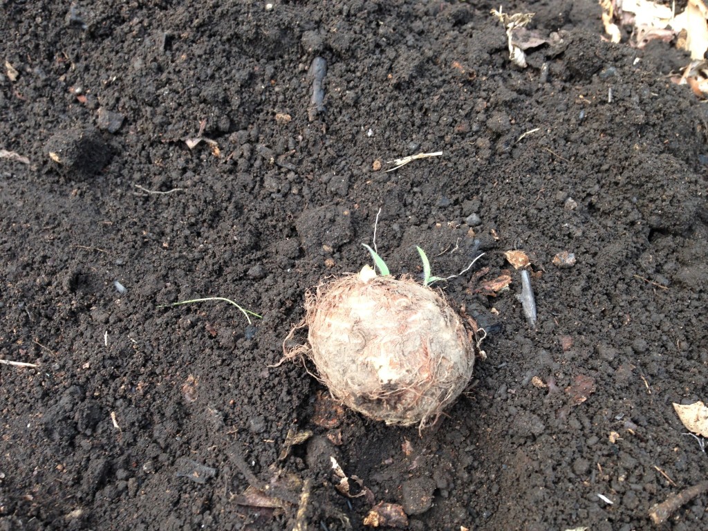 里芋（土垂れ）の種芋の植え付け（5月中旬）