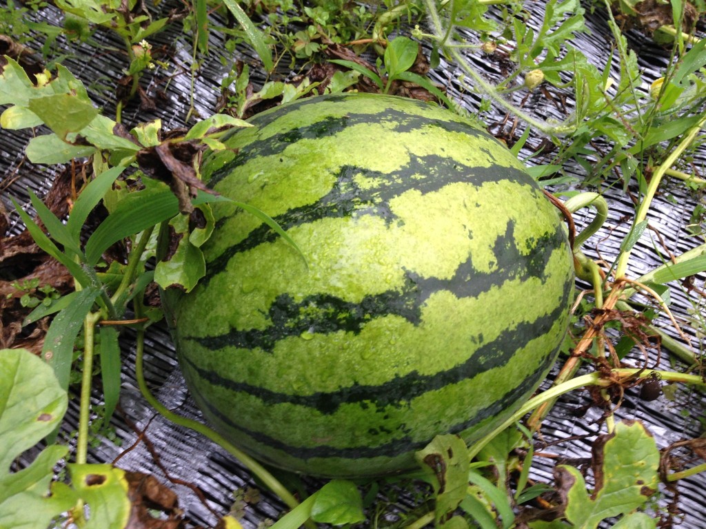 菜園にて収穫前の「すいか」（7月27日）