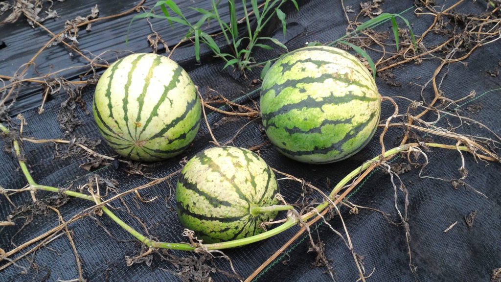 蔓が枯れたすいかの収穫①(8月12日)