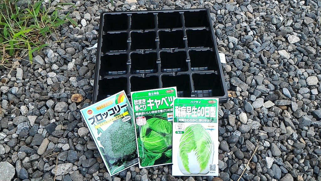 冬野菜の苗作り①(8月13日)
